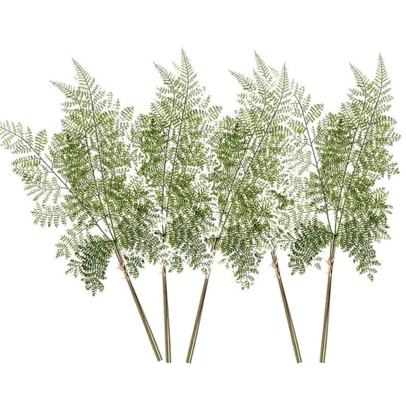 5x Groene varen-Dryopteris Remota plant nep tak 58 cm groen