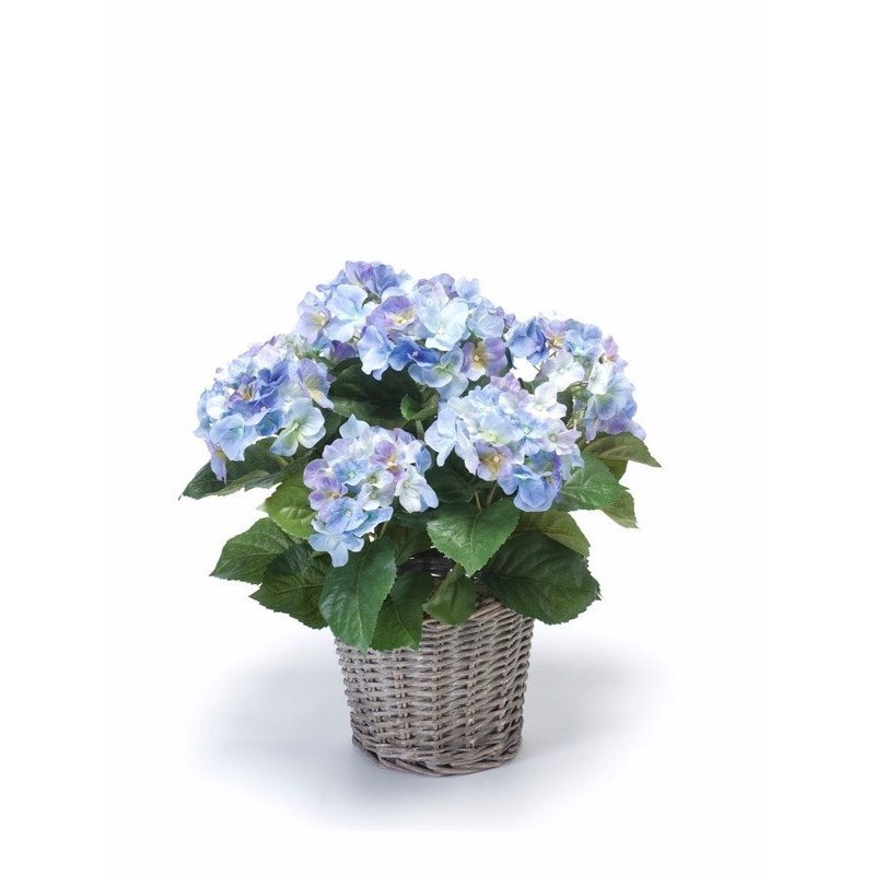 Blauwe Hortensia nepplant in mand 45 cm