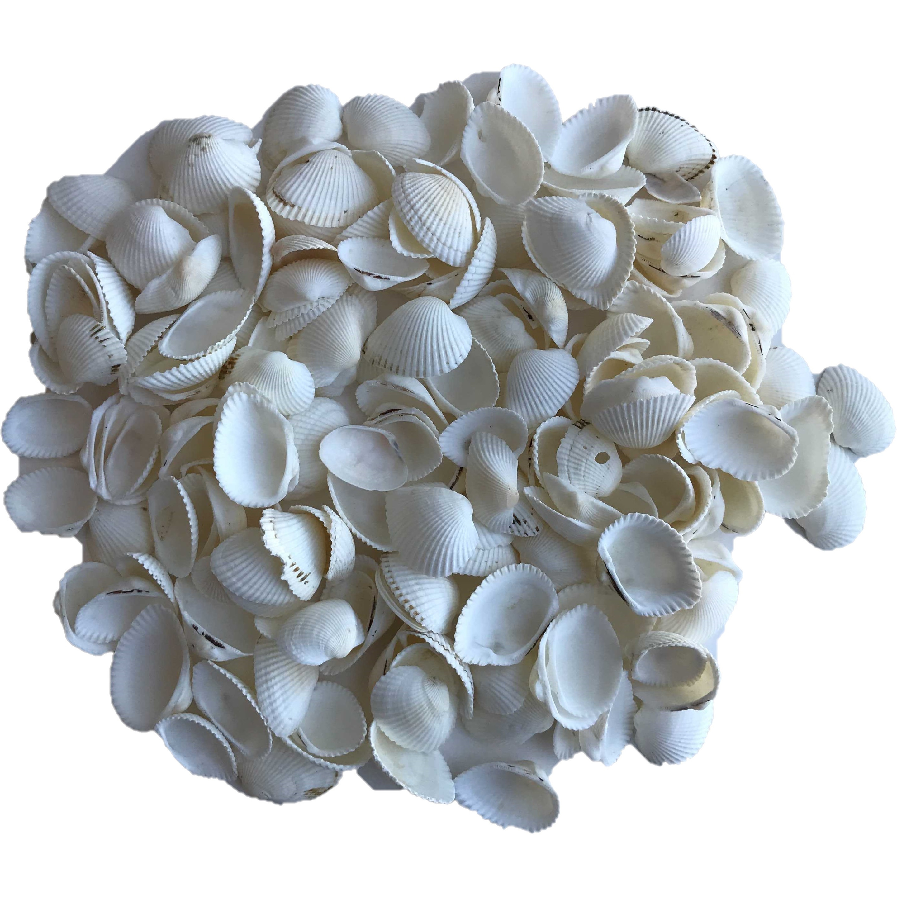 Decoratie hobby schelpen parelmoer-wit 250 gram
