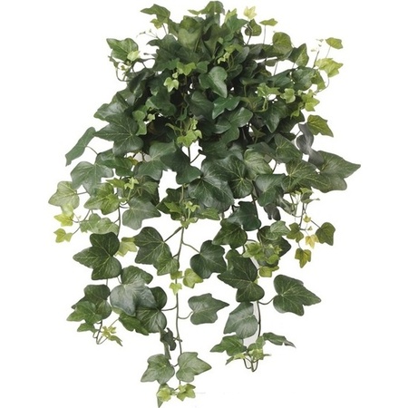 2x Tuinplant Hedera Helix klimop groen 65 cm UV-bestendig